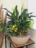Mixed Tropical Plant