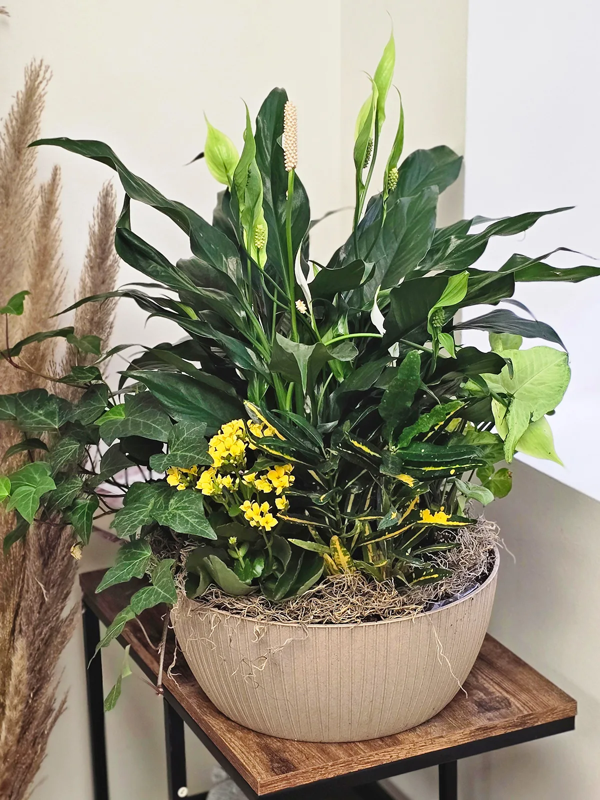 Mixed Tropical Plant