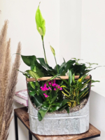 Peaceful Blooms Plant