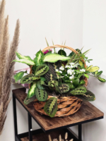 Sunset Bloom Plant Basket