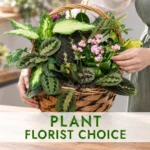 Florist Choice Plant