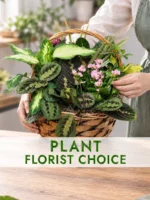 Florist Choice Plant
