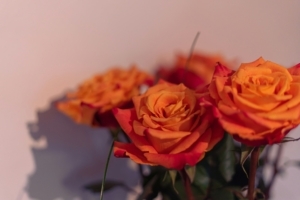 How to Care for a Rose Bouquet to Keep It Fresh?